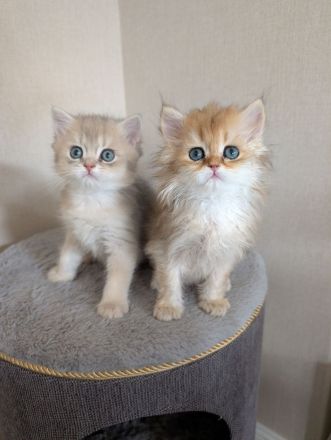 Britisch Kurzhaar Langhaar golden kitten mit Stammbaum