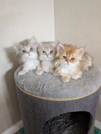 Britisch Kurzhaar Langhaar golden kitten mit Stammbaum