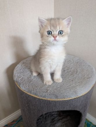 Britisch Kurzhaar Langhaar golden kitten mit Stammbaum
