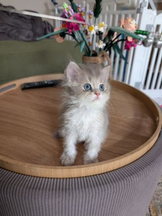 Britisch Kurzhaar Langhaar golden kitten mit Stammbaum