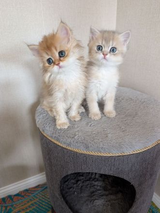 Britisch Kurzhaar Langhaar golden kitten mit Stammbaum
