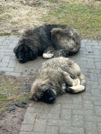 Kaukasischer Owtscharka mit FCI Papieren