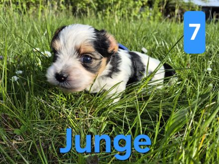 Biewer Yorkshire Terrier Welpen