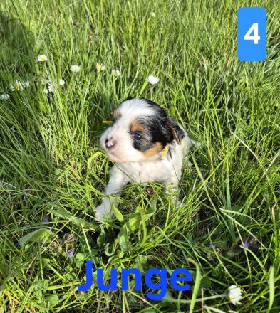 Biewer Yorkshire Terrier Welpen