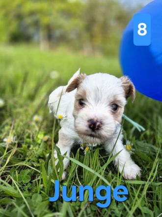 Biewer Yorkshire Terrier Welpen