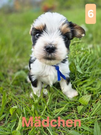 Biewer Yorkshire Terrier Welpen