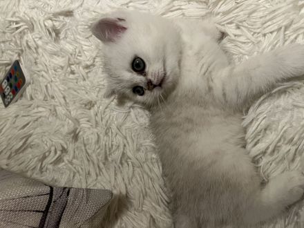 BKH Kitten