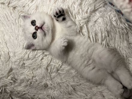 BKH Kitten