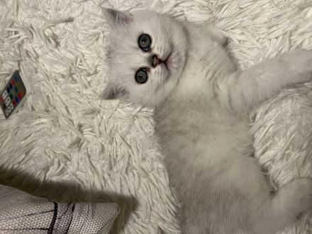 BKH Kitten