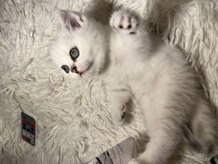 BKH Kitten