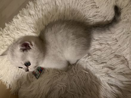 BKH Kitten