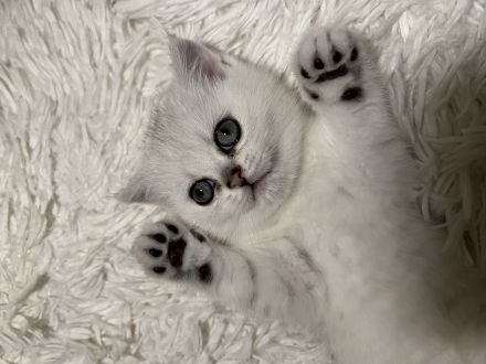 BKH Kitten