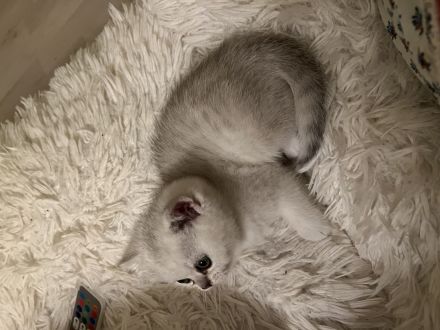 BKH Kitten