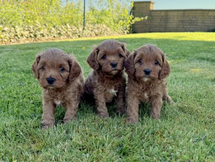 Cavapoo-Welpen in apricot suchen ein neues Zuhause