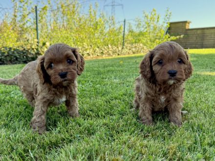 Cavapoo-Welpen in apricot suchen ein neues Zuhause