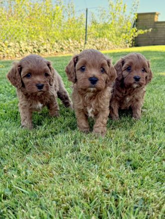 Cavapoo-Welpen in apricot suchen ein neues Zuhause