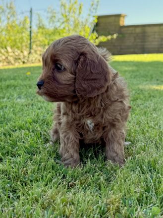 Cavapoo-Welpen in apricot suchen ein neues Zuhause