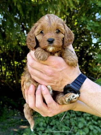Cavapoo-Welpen in apricot suchen ein neues Zuhause