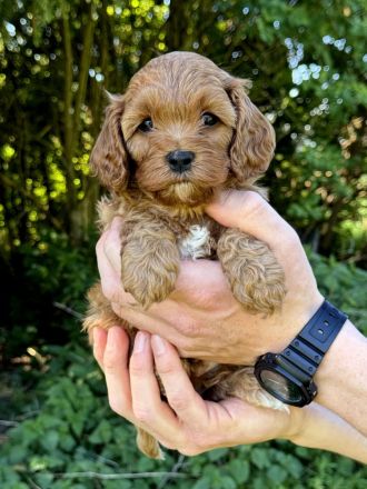 Cavapoo-Welpen in apricot suchen ein neues Zuhause