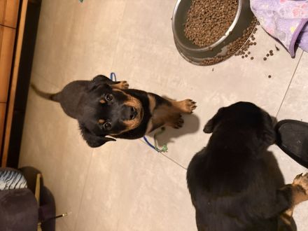 Reinrassige Rottweiler Welpen