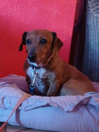 Dackel, Teckel Dachshund