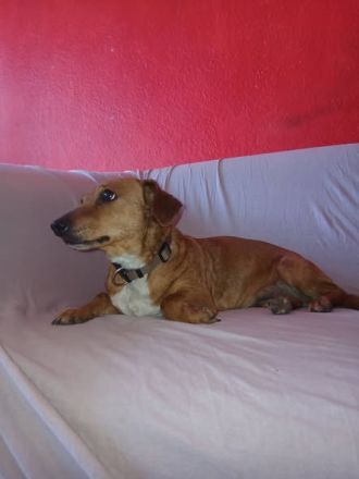Dackel, Teckel Dachshund