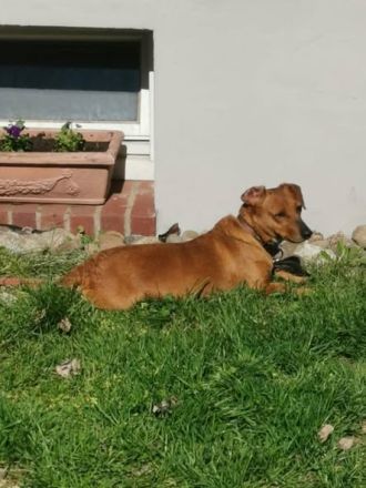 Dackel, Teckel Dachshund
