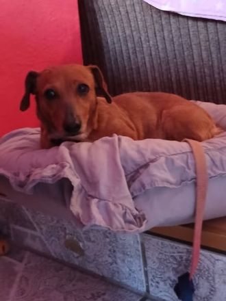 Dackel, Teckel Dachshund