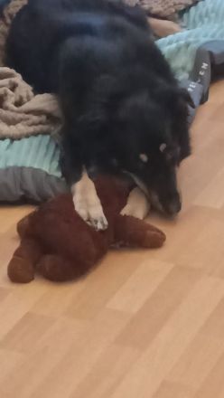 Benny auf Pflegestelle in Dortmund