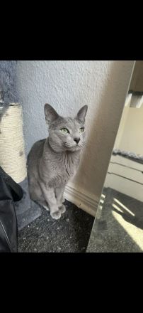 Reinrassiger Russisch blau Kater