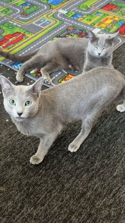 Reinrassiger Russisch blau Kater
