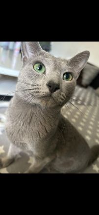 Reinrassiger Russisch blau Kater