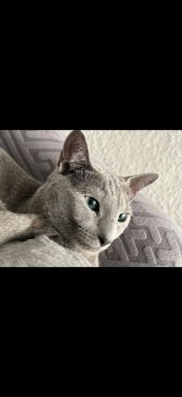 Reinrassiger Russisch blau Kater