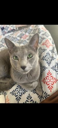 Reinrassiger Russisch blau Kater