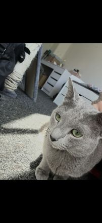Reinrassiger Russisch blau Kater