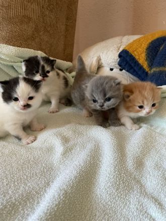 BKH Britisch Kurzhaar / BLH Highlander Kätzchen Kitten Babys geimpft+Stammb. aus Sachsen