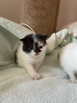BKH Britisch Kurzhaar / BLH Highlander Kätzchen Kitten Babys geimpft+Stammb. aus Sachsen