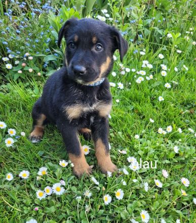 Hundewelpen Welpen Großer Schweizer Sennenhund Schäferhund Dobermann Mischling