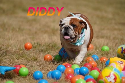 Gesunde Reinrassige Englische Bulldogge Welpen