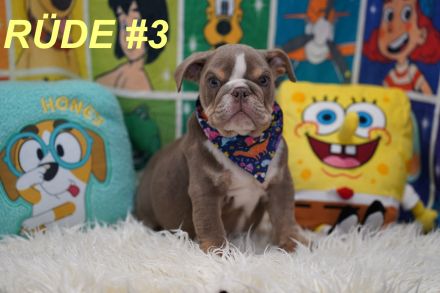 Gesunde Reinrassige Englische Bulldogge Welpen
