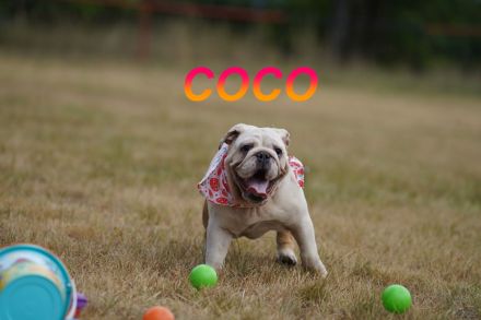 Gesunde Reinrassige Englische Bulldogge Welpen