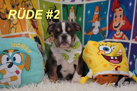 Gesunde Reinrassige Englische Bulldogge Welpen