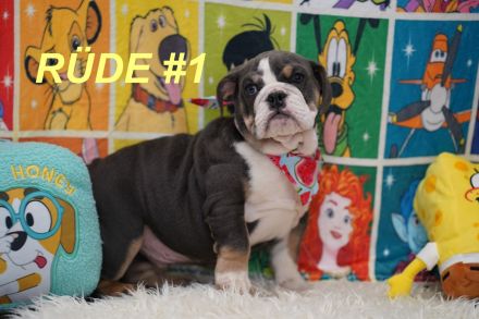 Gesunde Reinrassige Englische Bulldogge Welpen
