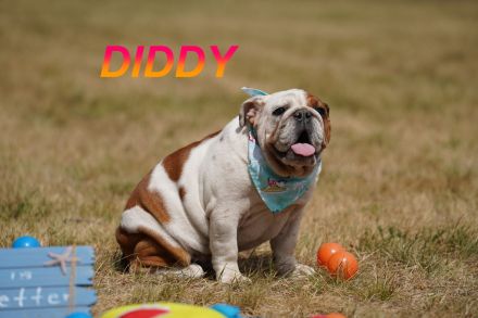 Gesunde Reinrassige Englische Bulldogge Welpen