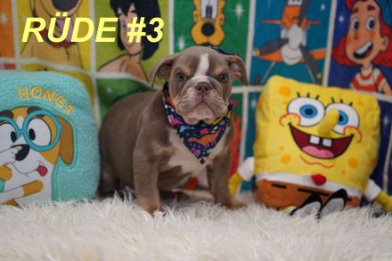 Gesunde Reinrassige Englische Bulldogge Welpen