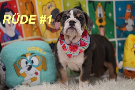 Gesunde Reinrassige Englische Bulldogge Welpen
