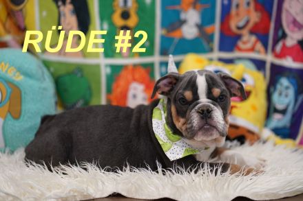 Gesunde Reinrassige Englische Bulldogge Welpen