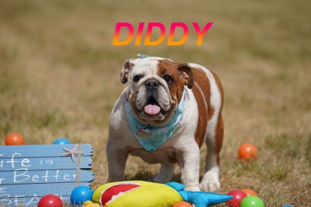 Gesunde Reinrassige Englische Bulldogge Welpen