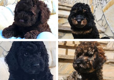 Cockapoo / Goldendoodle Welpen, (ähnlich Kleinpudel Hybriden, Cavapoo, Maltipoo)