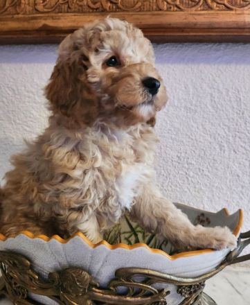 Cockapoo / Goldendoodle Welpen, (ähnlich Kleinpudel Hybriden, Cavapoo, Maltipoo)